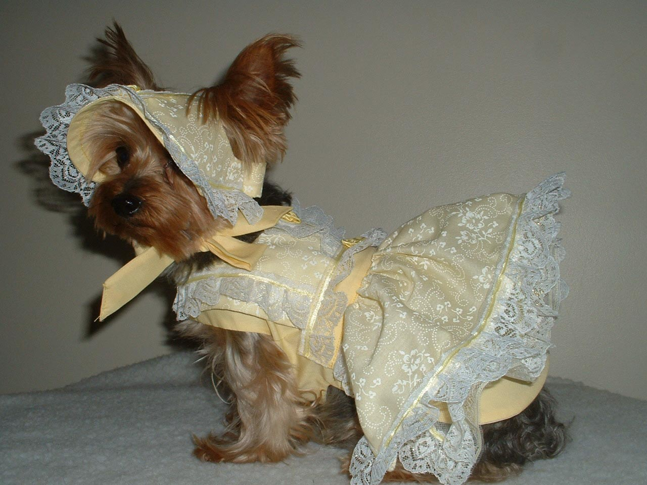 Where Can I Find Small Dog Clothes Patterns